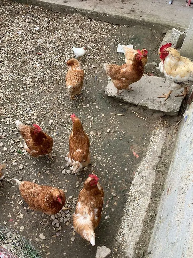 Gite Les Combes Terrasse 01340 Etrez Bresse Vallons